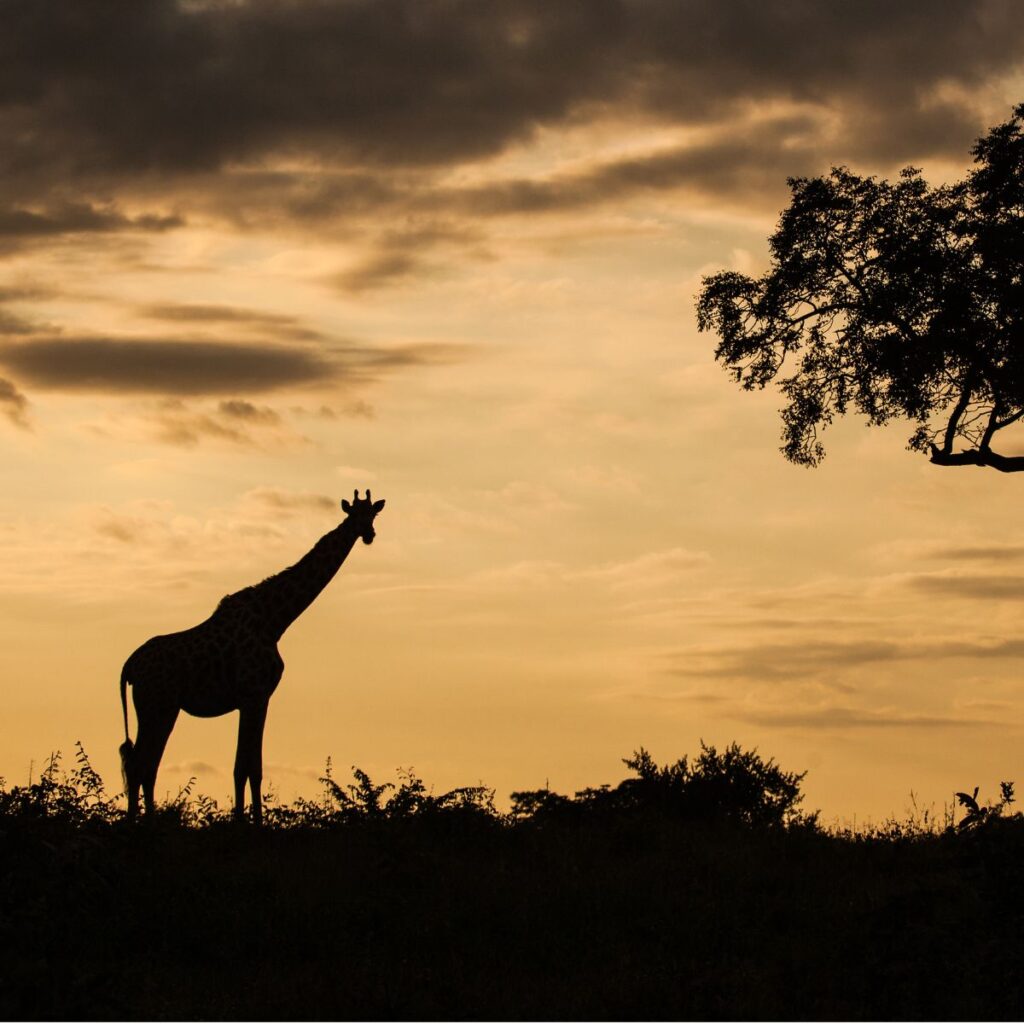Kenya ETA