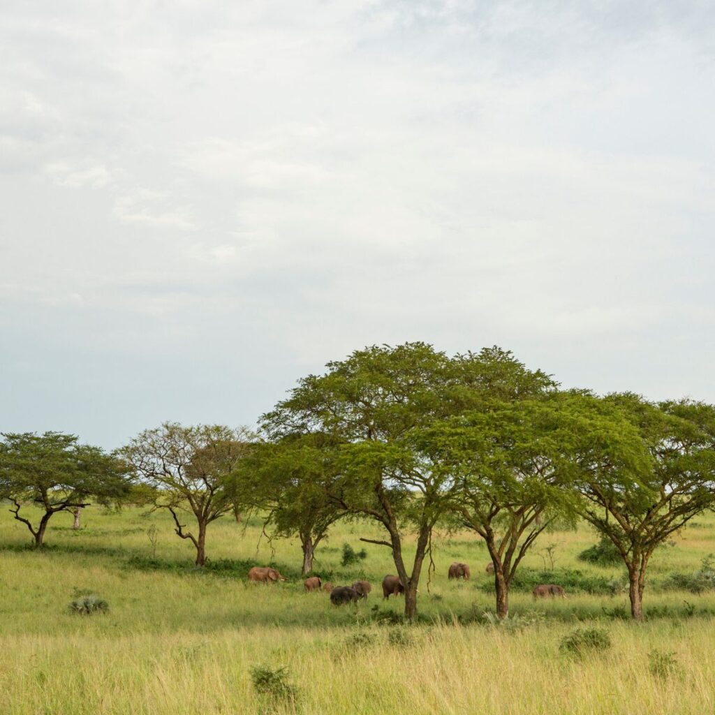 Uganda